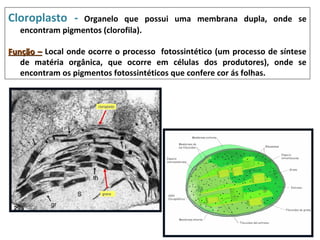 Cloroplasto -     Organelo que possui uma membrana dupla, onde se
   encontram pigmentos (clorofila).

Função – Local onde ocorre o processo fotossintético (um processo de síntese
   de matéria orgânica, que ocorre em células dos produtores), onde se
   encontram os pigmentos fotossintéticos que confere cor ás folhas.
 