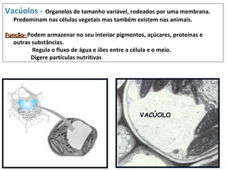 Vacúolos - Organelos de tamanho variável, rodeados por uma membrana.
   Predominam nas células vegetais mas também existem nas animais.

Função- Podem armazenar no seu interior pigmentos, açúcares, proteínas e
   outras substâncias.
          Regula o fluxo de água e iões entre a célula e o meio.
         Digere partículas nutritivas




                                                 VACÚOLO
 