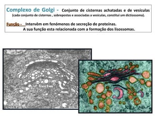 Complexo de Golgi -                   Conjunto de cisternas achatadas e de vesículas
   (cada conjunto de cisternas , sobrepostas e associadas a vesículas, constitui um dictiossoma).

Função - Intervêm em fenómenos de secreção de proteínas.
        A sua função esta relacionada com a formação dos lisossomas.
 