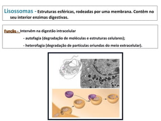 Lisossomas - Estruturas esféricas, rodeadas por uma membrana. Contêm no
   seu interior enzimas digestivas.


Função - Intervêm na digestão intracelular
           - autofagia (degradação de moléculas e estruturas celulares);
           - heterofagia (degradação de partículas oriundas do meio extracelular).
 