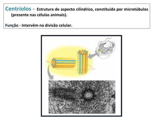 Centríolos -     Estrutura de aspecto cilíndrico, constituída por microtúbulos
   (presente nas células animais).

Função - Intervêm na divisão celular.
 