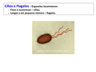 Cílios e Flagelos - Organelos locomotores:
  - Finos e numerosos – cílios;
  - Longos e em pequeno número – flagelos.
 