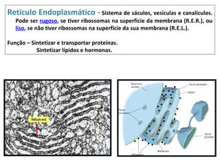 Retículo Endoplasmático - Sistema de sáculos, vesículas e canalículos.
   Pode ser rugoso, se tiver ribossomas na superfície da membrana (R.E.R.), ou
   liso, se não tiver ribossomas na superfície da sua membrana (R.E.L.).

Função – Sintetizar e transportar proteínas.
           Sintetizar lípidos e hormonas.
 