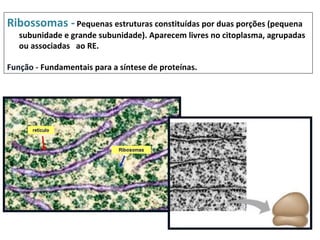 Ribossomas - Pequenas estruturas constituídas por duas porções (pequena
   subunidade e grande subunidade). Aparecem livres no citoplasma, agrupadas
   ou associadas ao RE.

Função - Fundamentais para a síntese de proteínas.
 