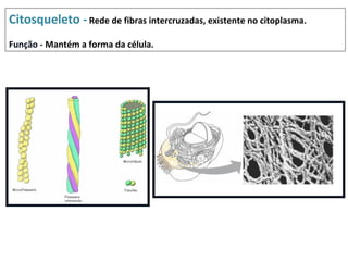 Citosqueleto - Rede de fibras intercruzadas, existente no citoplasma.
Função - Mantém a forma da célula.
 