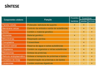 SÍNTESE
 