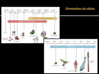 Dimensões da célula
 