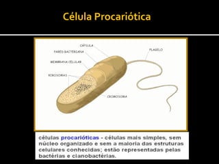 Célula Procariótica
 