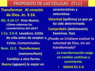 PROPOSITO DE LAS CELULAS   (T.I.C)Transformar.  Al corazón de Dios. Jn. 3:16. Mt. 9:16-17. Vino Nuevo. ¿Cómo sabemos las características del odre?1 Co. 5:6-8. Levadura. Estilo de vida antes de aceptar a       Cristo. Contaminados.Rom. 12:2.  Transformaos                     (metamorfosis)       Cambiar a otra forma.Buena (agaqon) lo mejor en características y naturaleza.Voluntad (qelhma) Lo que ya ha sido determinado.Comprobéis (dokimazein). Examinar, Test.¿Puede un Cristiano evaluar la voluntad de Dios, sin ser transformado?La transformación exige un cambio continuo y consistente.ISAIAS 61:1-4ALABANZA y ADORACIÓNLa Alabanza;Resalta características de Dios. Jn. 4:23. Mr. 14:26. Esta Dirigida a Dios.