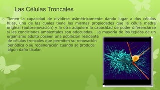 Las Células Troncales
o Tienen la capacidad de dividirse asimétricamente dando lugar a dos células
hijas, una de las cuales tiene las mismas propiedades que la célula madre
original (autorenovación) y la otra adquiere la capacidad de poder diferenciarse
si las condiciones ambientales son adecuadas. La mayoría de los tejidos de un
organismo adulto poseen una población residente
de células troncales que permiten su renovación
periódica o su regeneración cuando se produce
algún daño tisular
 