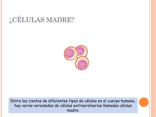 ¿CÉLULAS MADRE?
Entre los cientos de diferentes tipos de células en el cuerpo humano,
hay varias variedades de células extraordinarias llamadas células
madre.
 