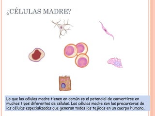 ¿CÉLULAS MADRE?
Lo que las células madre tienen en común es el potencial de convertirse en
muchos tipos diferentes de células. Las células madre son las precursoras de
las células especializadas que generan todos los tejidos en un cuerpo humano.
 