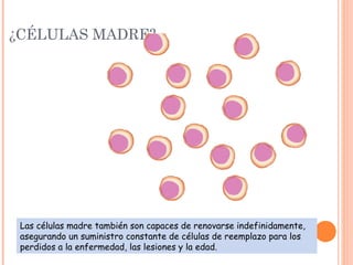 ¿CÉLULAS MADRE?
Las células madre también son capaces de renovarse indefinidamente,
asegurando un suministro constante de células de reemplazo para los
perdidos a la enfermedad, las lesiones y la edad.
 