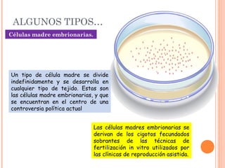 ALGUNOS TIPOS…
Células madre embrionarias.
Un tipo de célula madre se divide
indefinidamente y se desarrolla en
cualquier tipo de tejido. Estas son
las células madre embrionarias, y que
se encuentran en el centro de una
controversia política actual
Las células madres embrionarias se
derivan de los cigotos fecundados
sobrantes de las técnicas de
fertilización in vitro utilizados por
las clínicas de reproducción asistida.
 