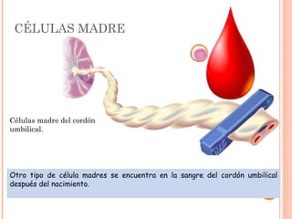 CÉLULAS MADRE
Células madre del cordón
umbilical.
Otro tipo de célula madres se encuentra en la sangre del cordón umbilical
después del nacimiento.
 