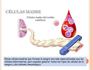 CÉLULAS MADRE
Células madre del cordón
umbilical.
Estas células madres que forman la sangre son más especializadas que las
células embrionarias, pero pueden generar todos los tipos de células de la
sangre y del sistema inmunológico
 