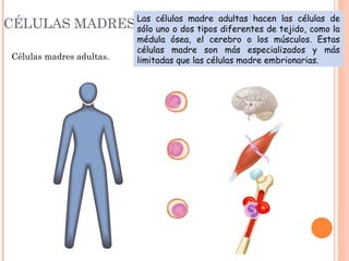 CÉLULAS MADRES
Células madres adultas.
Las células madre adultas hacen las células de
sólo uno o dos tipos diferentes de tejido, como la
médula ósea, el cerebro o los músculos. Estas
células madre son más especializados y más
limitadas que las células madre embrionarias.
 