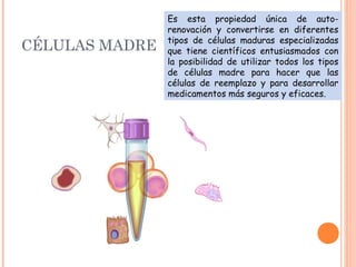 CÉLULAS MADRE
Es esta propiedad única de auto-
renovación y convertirse en diferentes
tipos de células maduras especializadas
que tiene científicos entusiasmados con
la posibilidad de utilizar todos los tipos
de células madre para hacer que las
células de reemplazo y para desarrollar
medicamentos más seguros y eficaces.
 