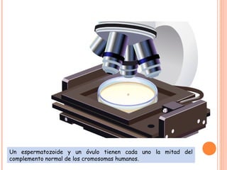 Un espermatozoide y un óvulo tienen cada uno la mitad del
complemento normal de los cromosomas humanos.
 