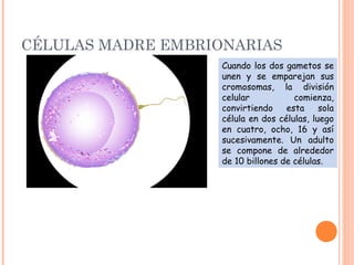 CÉLULAS MADRE EMBRIONARIAS
Cuando los dos gametos se
unen y se emparejan sus
cromosomas, la división
celular comienza,
convirtiendo esta sola
célula en dos células, luego
en cuatro, ocho, 16 y así
sucesivamente. Un adulto
se compone de alrededor
de 10 billones de células.
 