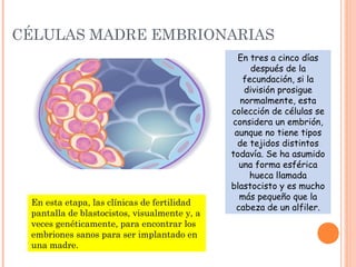 CÉLULAS MADRE EMBRIONARIAS
En tres a cinco días
después de la
fecundación, si la
división prosigue
normalmente, esta
colección de células se
considera un embrión,
aunque no tiene tipos
de tejidos distintos
todavía. Se ha asumido
una forma esférica
hueca llamada
blastocisto y es mucho
más pequeño que la
cabeza de un alfiler.
En esta etapa, las clínicas de fertilidad
pantalla de blastocistos, visualmente y, a
veces genéticamente, para encontrar los
embriones sanos para ser implantado en
una madre.
 