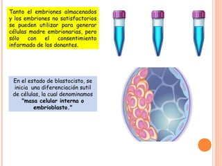 Tanto el embriones almacenados
y los embriones no satisfactorios
se pueden utilizar para generar
células madre embrionarias, pero
sólo con el consentimiento
informado de los donantes.
En el estado de blastocisto, se
inicia una diferenciación sutil
de células, la cual denominamos
"masa celular interna o
embrioblasto."
 