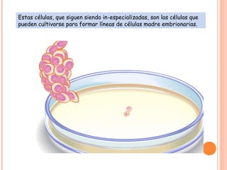 Estas células, que siguen siendo in-especializadas, son las células que
pueden cultivarse para formar líneas de células madre embrionarias.
 