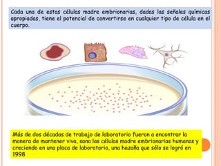 Cada una de estas células madre embrionarias, dadas las señales químicas
apropiadas, tiene el potencial de convertirse en cualquier tipo de célula en el
cuerpo.
Más de dos décadas de trabajo de laboratorio fueron a encontrar la
manera de mantener viva, sana las células madre embrionarias humanas y
creciendo en una placa de laboratorio, una hazaña que sólo se logró en
1998
 