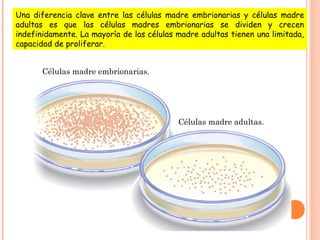 Células madre embrionarias.
Células madre adultas.
Una diferencia clave entre las células madre embrionarias y células madre
adultas es que las células madres embrionarias se dividen y crecen
indefinidamente. La mayoría de las células madre adultas tienen una limitada,
capacidad de proliferar.
 