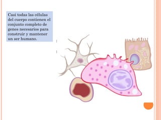 Casi todas las células
del cuerpo contienen el
conjunto completo de
genes necesarios para
construir y mantener
un ser humano.
 