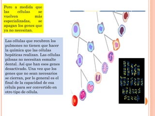 Pero a medida que
las células se
vuelven más
especializadas, se
apagan los genes que
ya no necesitan.
Las células que recubren los
pulmones no tienen que hacer
la química que las células
hepáticas realizan. Las células
pilosas no necesitan esmalte
dental. Así que han esos genes
desactivado. Una vez que los
genes que no sean necesarios
se cierran, por lo general es el
final de la capacidad de esa
célula para ser convertido en
otro tipo de célula.
 