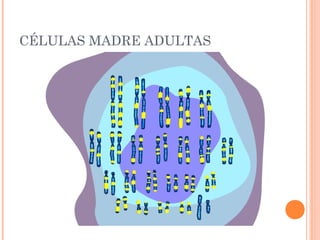 CÉLULAS MADRE ADULTAS
 