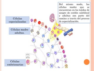 Del mismo modo, las
células madre que se
encuentran en los tejidos de
sangre de cordón umbilical
y adultas son parte del
camino a través del proceso
de especialización.
Células
especializadas
Células madre
adultas.
Células
embrionarias
 