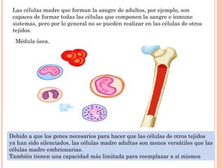 Médula ósea.
Las células madre que forman la sangre de adultos, por ejemplo, son
capaces de formar todas las células que componen la sangre e inmune
sistemas, pero por lo general no se pueden realizar en las células de otros
tejidos.
Debido a que los genes necesarios para hacer que las células de otros tejidos
ya han sido silenciados, las células madre adultas son menos versátiles que las
células madre embrionarias.
También tienen una capacidad más limitada para reemplazar a sí mismos
 