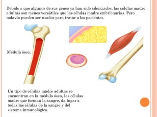Médula ósea.
Debido a que algunos de sus genes ya han sido silenciados, las células madre
adultas son menos versátiles que las células madre embrionarias. Pero
todavía pueden ser usados para tratar a los pacientes.
Un tipo de células madre adultas se
encuentran en la médula ósea, las células
madre que forman la sangre, da lugar a
todas las células de la sangre y del
sistema inmunológico.
 
