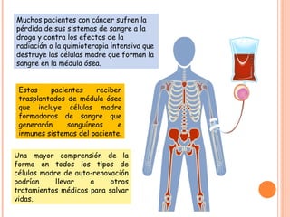 Muchos pacientes con cáncer sufren la
pérdida de sus sistemas de sangre a la
droga y contra los efectos de la
radiación o la quimioterapia intensiva que
destruye las células madre que forman la
sangre en la médula ósea.
Estos pacientes reciben
trasplantados de médula ósea
que incluye células madre
formadoras de sangre que
generarán sanguíneos e
inmunes sistemas del paciente.
Una mayor comprensión de la
forma en todos los tipos de
células madre de auto-renovación
podrían llevar a otros
tratamientos médicos para salvar
vidas.
 