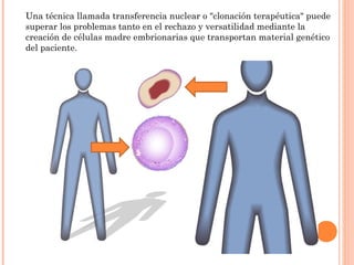 Una técnica llamada transferencia nuclear o "clonación terapéutica" puede
superar los problemas tanto en el rechazo y versatilidad mediante la
creación de células madre embrionarias que transportan material genético
del paciente.
 