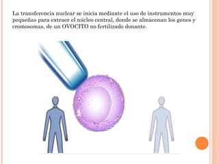 La transferencia nuclear se inicia mediante el uso de instrumentos muy
pequeñas para extraer el núcleo central, donde se almacenan los genes y
cromosomas, de un OVOCITO no fertilizado donante.
 