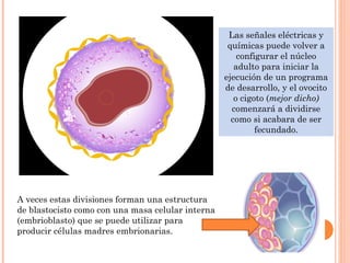 Las señales eléctricas y
químicas puede volver a
configurar el núcleo
adulto para iniciar la
ejecución de un programa
de desarrollo, y el ovocito
o cigoto (mejor dicho)
comenzará a dividirse
como si acabara de ser
fecundado.
A veces estas divisiones forman una estructura
de blastocisto como con una masa celular interna
(embrioblasto) que se puede utilizar para
producir células madres embrionarias.
 