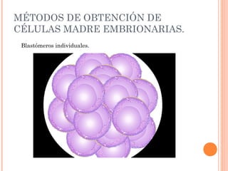 MÉTODOS DE OBTENCIÓN DE
CÉLULAS MADRE EMBRIONARIAS.
Blastómeros individuales.
 