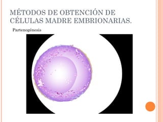 MÉTODOS DE OBTENCIÓN DE
CÉLULAS MADRE EMBRIONARIAS.
Partenogénesis
 