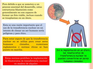 Pero debido a que se someten a un
proceso anormal del desarrollo, estas
estructuras-blastocisto como
generalmente no son capaces de
formar un feto viable, incluso cuando
se trasplantan en un útero.
Esta es una razón importante que el
uso de la transferencia nuclear en un
intento de clonar un ser humano sería
peligroso y poco ético.
Para estar seguro de que la transferencia
nuclear no se utiliza para crear seres
humanos clonados, numerosos
reglamentos y normas éticas se han
puesto en marcha.
Estas normas prohíben la implantación
de blastocistos de transferencia nuclear
en madres de alquiler.
Sin la implantación en un útero,
los blastocistos de
transferencia nuclear no
pueden convertirse en seres
humanos clonados.
 