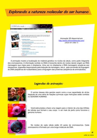 Explorando a natureza molecular do ser humano




                                                               Animação 3D disponível em
                                                             http://www.odnavaiaescola.com/
                                                                     (clicar em vídeo 1)




    A animação mostra a localização do material genético no núcleo da célula, como parte integrante
dos cromossomos. A informação contida no DNA é transcrita dentro do núcleo dando origem ao RNA
mensageiro que migra para o citoplasma. Uma vez no citoplasma o RNA mensageiro acopla-se aos
ribossomos, organelas responsáveis pela tradução da mensagem, isto é, pela conversão da linguagem
do DNA (seqüência de nucleotídeos) para a linguagem das proteínas (seqüência de aminoácidos).




                               Legendas da animação:

                           O sorriso desses dois garotos assim como a sua capacidade de vê-los
                        depende de uma série de reações químicas cujas instruções estão contidos
                        no GENOMA HUMANO.




                           Você está prestes a fazer uma viagem para o interior de uma das trilhões
                        de células que formam o seu corpo e ver mais de perto como funciona o
                        genoma humano.




                           No núcleo de cada célula estão 23 pares de cromossomos. Cada
                        cromossomo é formado por uma longa molécula de DNA.

                                                                                                        15
                                                                                            voltar ao índice
 
