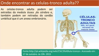 Onde encontrar as celulas-tronco adulta??
As celulas-tronco adulta podem ser
extraídas da medula óssea ,do cérebro e,
também podem ser retiradas do cordão
umbilical que é um anexo embrionário.
Fonte:http://pt.wikipedia.org/wiki/C%C3%A9lula-tronco>. Acessado em:
17 de outubro. às 19h. 2015 7
 