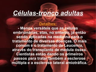 Células-tronco adultas Detalhes: - Menos versáteis que as células embrionárias, elas, no entanto, já então sendo aplicadas na medicina para o tratamento de diversas doenças. O mais comum é o tratamento de Leucemia, através do transplante de medula óssea. Cientistas estão dando os primeiros passos para tratar também a esclerose múltipla e a esclerose lateral amiotráfica. 