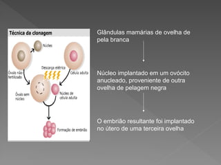 Glândulas mamárias de ovelha de
pela branca
Núcleo implantado em um ovócito
anucleado, proveniente de outra
ovelha de pelagem negra
O embrião resultante foi implantado
no útero de uma terceira ovelha
 