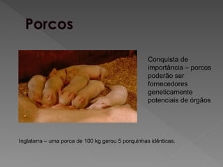 Inglaterra – uma porca de 100 kg gerou 5 porquinhas idênticas.
Conquista de
importância – porcos
poderão ser
fornecedores
geneticamente
potenciais de órgãos
 