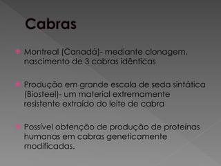  Montreal (Canadá)- mediante clonagem,
nascimento de 3 cabras idênticas
 Produção em grande escala de seda sintática
(Biosteel)- um material extremamente
resistente extraído do leite de cabra
 Possível obtenção de produção de proteínas
humanas em cabras geneticamente
modificadas.
 