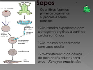 Os anfíbios foram os
primeiros organismos
superiores a serem
clonados
1952-Primeira experiência com
clonagem de girinos a partir de
células somáticas
1962- mesmo procedimento
com sapo adulto
1975-transferência de células
de pele de rãs adultas para
ovos Xenopus enucleados
 