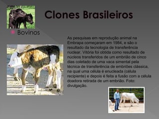  Bovinos
As pesquisas em reprodução animal na
Embrapa começaram em 1984, e são o
resultado da tecnologia de transferência
nuclear. Vitória foi obtida como resultado de
núcleos transferidos de um embrião de cinco
dias coletado de uma vaca simental pela
técnica de transferência de embriões clássica,
na qual uma célula é enucleada (célula
recipiente) e depois é feita a fusão com a célula
doadora retirada de um embrião. Foto:
divulgação.
 